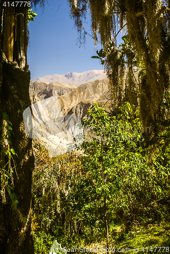 Image of Greenery in Peru