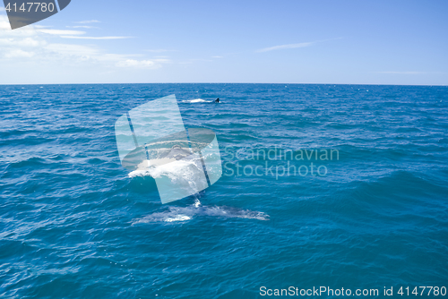 Image of Whales in Argentina