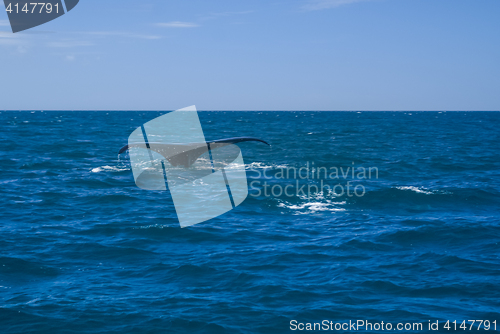 Image of Tail of whale in sea