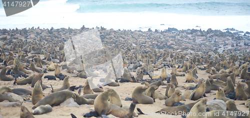 Image of Seals at Cape Cross