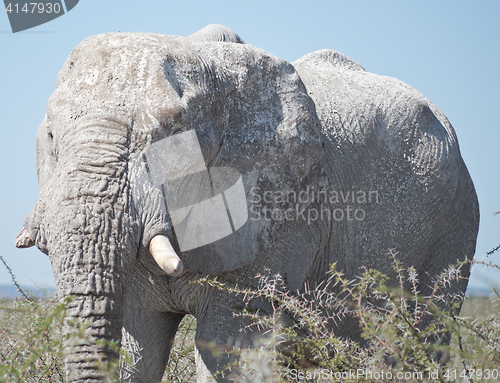 Image of old elephant