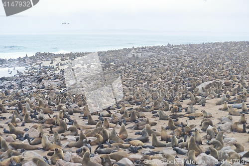 Image of Seals at Cape Cross