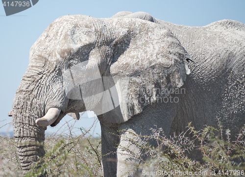 Image of old elephant