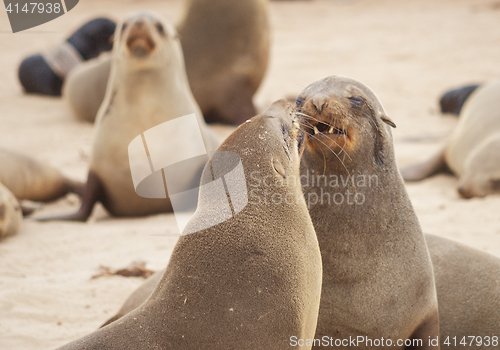 Image of Seals at Cape Cross