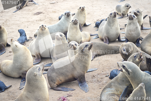 Image of Seals at Cape Cross