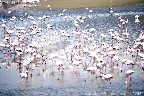 Image of Flamingoes