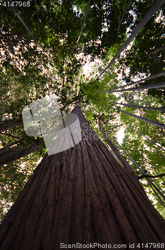 Image of Forest trees with nature green wood  