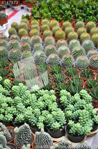 Image of Group of small cactus in the pot