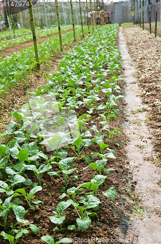 Image of Vegetable Farms in Cameron Highlands