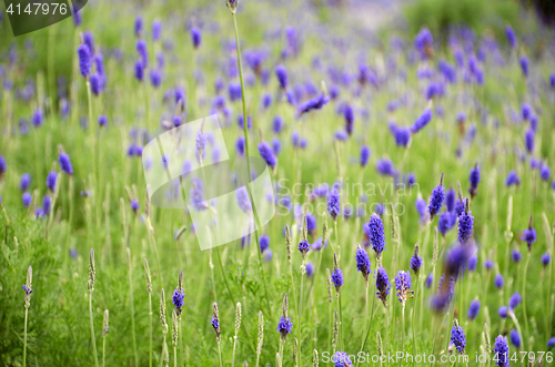 Image of Lavender flowers in nature
