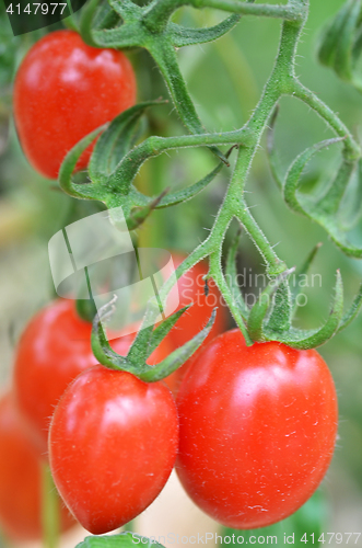 Image of Fresh red tomatoes