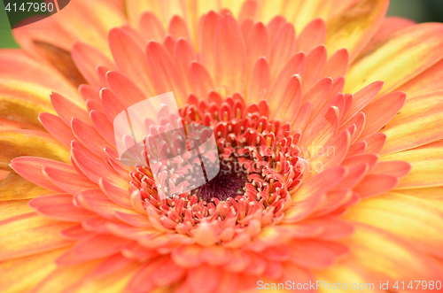 Image of Gerbera flower in a garden