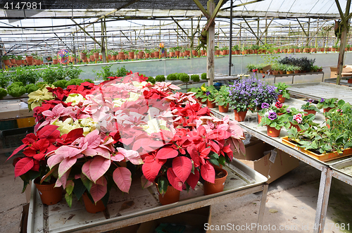 Image of Greenhouse for variety of flowers