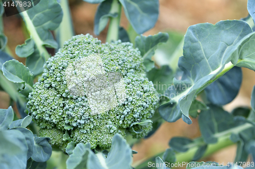 Image of Raw broccoli in the farm