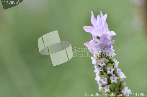 Image of Lavender flowers in nature