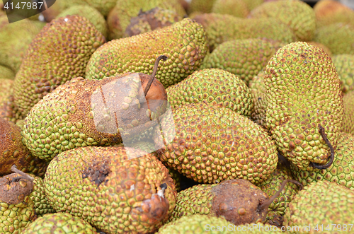 Image of Cempedak or Artocarpus Integer