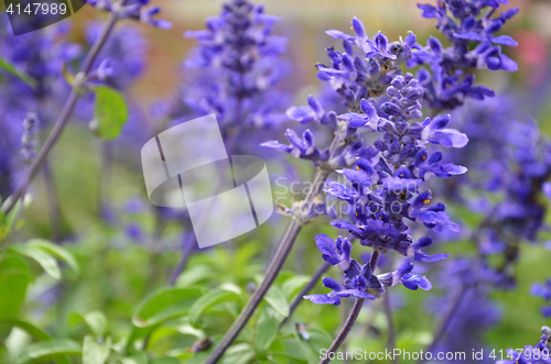 Image of Blooming blue bugleweeds Ajuga