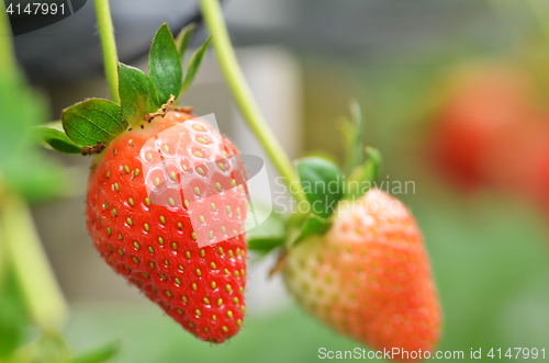 Image of Fresh strawberries that are grown in greenhouses