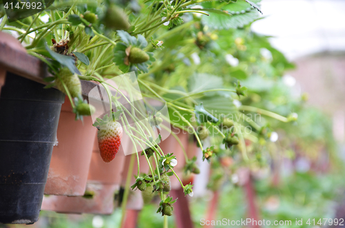 Image of Fresh strawberries that are grown in greenhouses