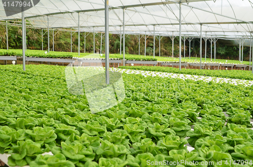 Image of Commercial greenhouse soilless cultivation of vegetables