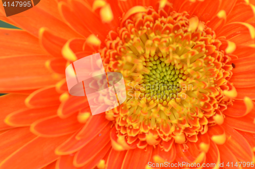 Image of Gerbera flower in a garden