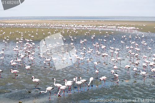 Image of Flamingoes