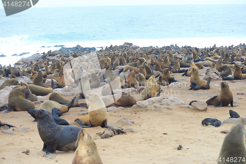 Image of Seals at Cape Cross