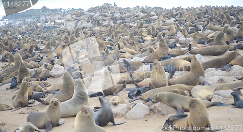 Image of Seals at Cape Cross