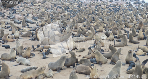 Image of Seals at Cape Cross