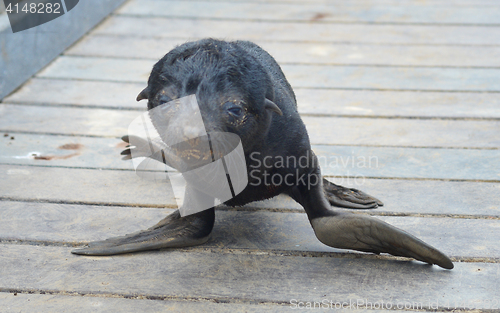 Image of Baby seal