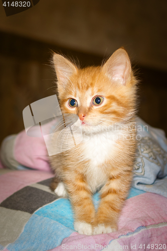 Image of Tabby ginger kitten