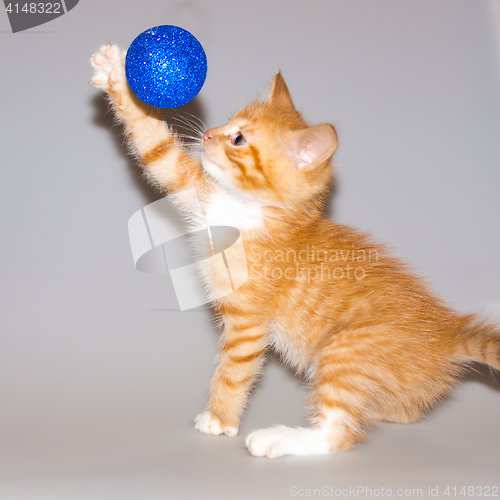 Image of Ginger kitten playing