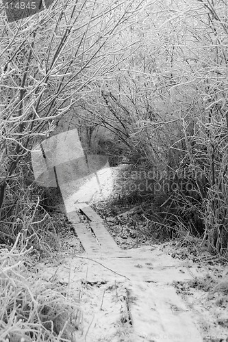 Image of Path in winter forrest