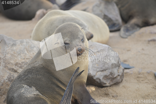 Image of Seals at Cape Cross