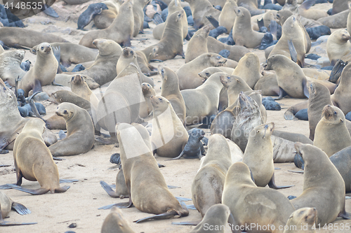 Image of Seals at Cape Cross