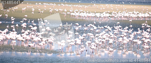 Image of Flamingoes