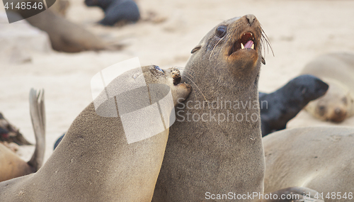 Image of Seals at Cape Cross