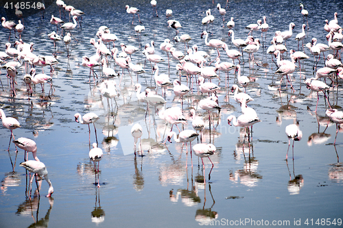 Image of Flamingoes