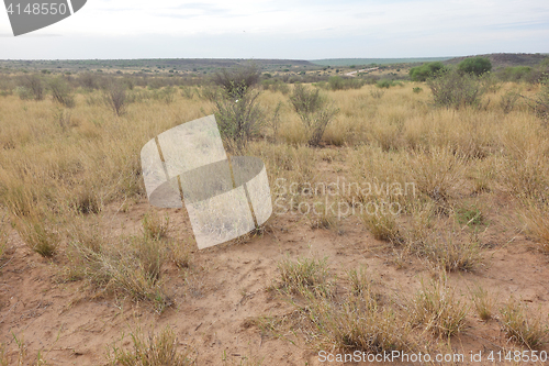 Image of Kalahari