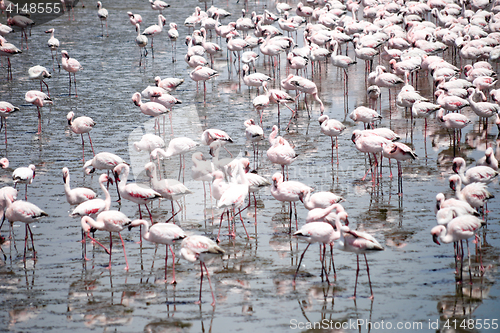 Image of Flamingoes