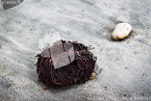 Image of Seaweed Roots