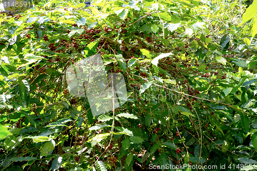 Image of raw coffe plant in agricultural farm