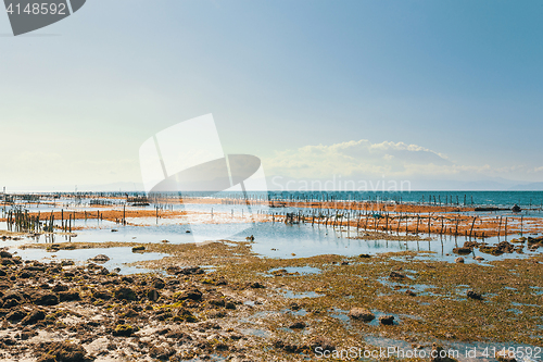 Image of Dream beach, Algae at low tide and boy