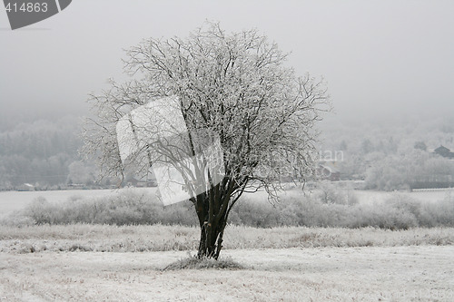 Image of Frozen tree in the field