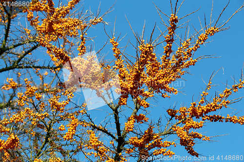 Image of Sea buckthorn tree