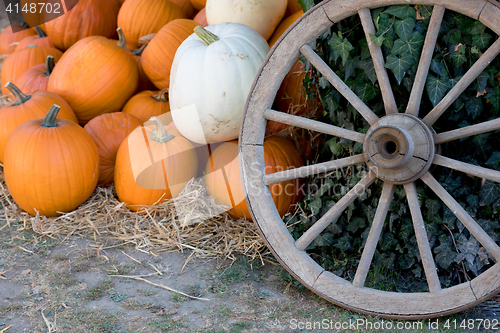 Image of Ripe autumn pumpkins on the farm