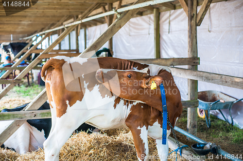 Image of Cow standing in an outdoor stable