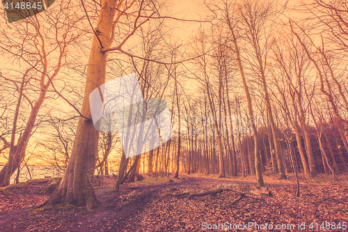 Image of Forest with bare trees in the morning