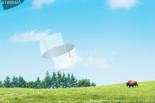 Image of Buffalo on a green meadow