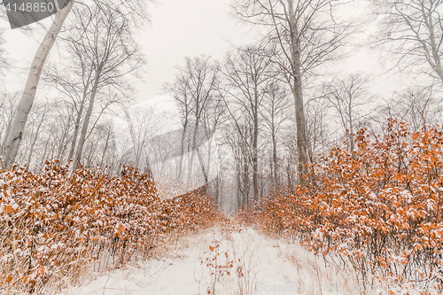 Image of Beech trees in a forest at wintertime